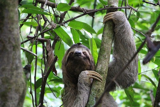 Voyage au Costa Rica authentique, itinéraires et guides complets.