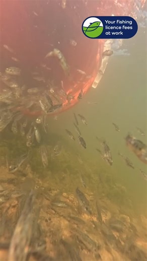 Victorian Fisheries Authority on Instagram: "It’s beginning to look a lot like ‘Codmas’! Our first Murray cod stockings of the season were out west this week where we released 105,000 into Rocklands Reservoir near the wall. There’ll be plenty more heading to ‘Codlands’ in coming months to deliver on our ambitious plan to stock 500,000 cod and 500,000 yellas this summer! Those sort of numbers make it the most aggressively stocked lake in all of Australia……and it’s working a treat! Ben & Thyson fr