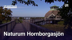 UR Samtiden - Naturum Hornborgasjön | UR Play