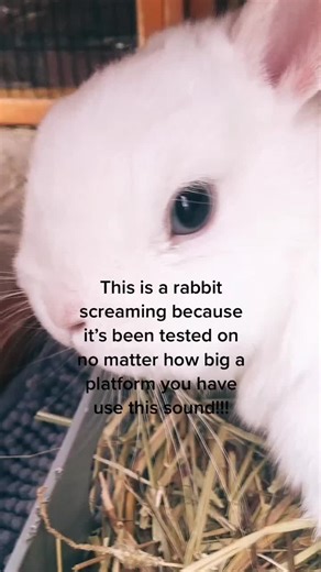 Rabbit Screaming from Being Chased | Animal Testing Experiments Revealed
