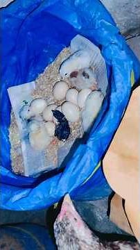 Bushra Done Hatching Chicks shifting her Flock 😂 kruak Murgi cycle 475 #hen #shorts #youtubeshorts