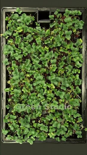 Time lapse of germinating rocket seeds