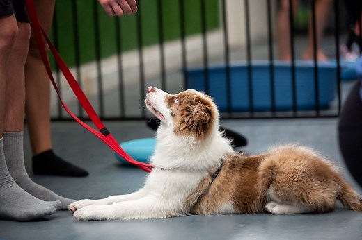 Puppy Pre-School & Puppy Training Perth | Waggle Tails