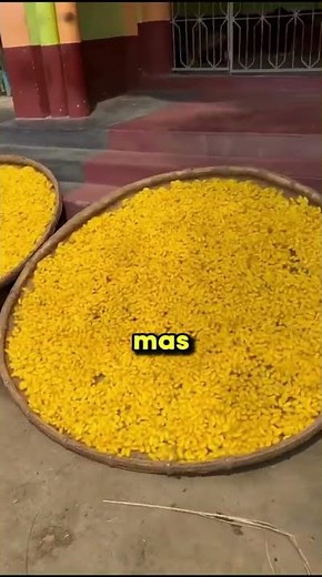 Como a seda é feita (e por que isso surpreende todo mundo)