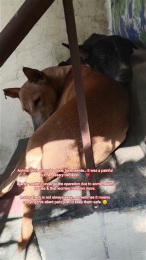 Animal Birth Control Is Done #abondoned #suffering #puppy #treatment #rescue #animalbirth #control