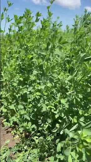 Alfafa Pasture For Goats, Cows and Rabbits