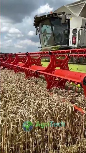 Wheat Harvesting REVOLUTIONIZED with This Machines!