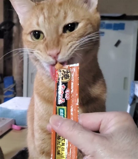 チュールを食べるのが速い猫🐯うちで最速！落とさない笑 #shorts#猫の食事#猫の暮らし#猫の日常#猫小屋#チュール大好き#チュールサウンド