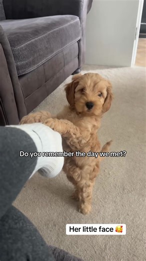 Cherishing Memories with Star Dog 🐶