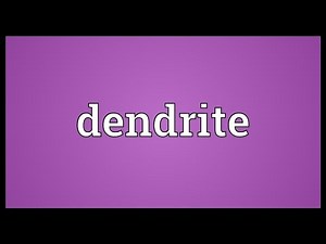 Dendrite Meaning