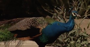 Secrets of Saguaro Ranch: A peaceful oasis for Chiefs Kingdom to visit in Glendale