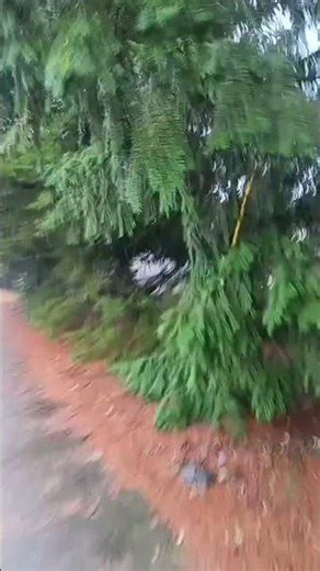 #pnw Walks 🌧🌧🌧