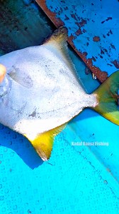 21K views · 74 reactions | Yellow Pomfret Fish Fishing in Deep Sea #fishing #fish #pomfret | Kadal Raasa Fishing | Facebook