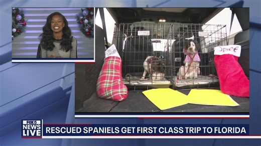 Rescued spaniel puppies flying to Florida
