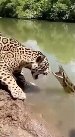 Parecía una emboscada perfecta… pero el final nadie lo esperaba | Encuentro Salvaje 🐆🐍