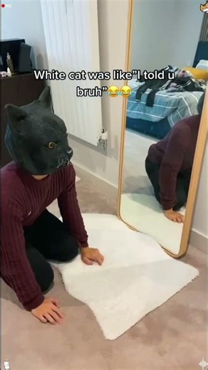 The Cutest Kitten Compilation You’ll Ever See #cute #kittenvideos #catcompilation