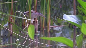 A Yellow Bittern perched on green freshwater plants and stretching to successfully ambush it's small prey - Mid shot