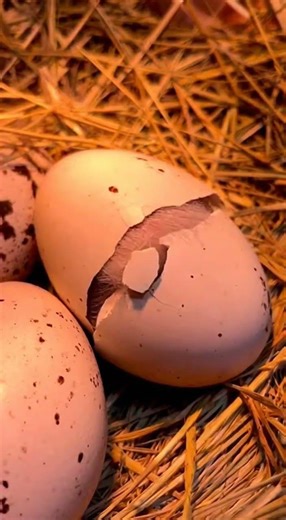 Rescuing Golden Eagle Eggs: From Snow to Hatching 🦅🥚 #EagleRescue #GoldenEagle #Nature