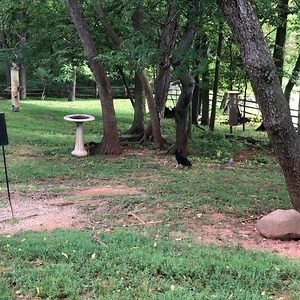 12K views · 718 reactions | This cute baby vulture was in the back yard getting so excited about the small twigs and a feather he found- who knew that baby vultures like to play? ❤️ | Poplar Spring Animal Sanctuary | Facebook