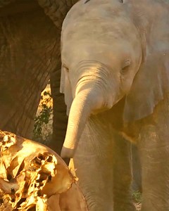 The moment when the elephants arrive is so moving 🥺 | BBC One