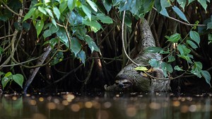 Rare Footage of Sloth Drinking Water | Nature