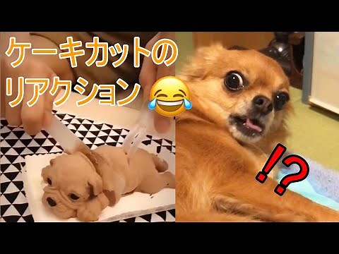 可愛すぎる！犬ケーキを切ったリアクション,可愛い犬,面白い犬の動画集 #12【おもしろペット】