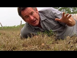 Jaguar Adventure With Nigel Marven - The Thorny Forest | Wildlife Documentary | Natural History