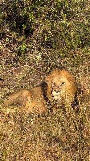 SHOCKING DRAMA: Nkuhlu Male Lion Under Watch at Kirkman's Kamp After Brutal Clash! 🦁💔🚨 #lion #king