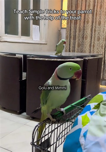 Teach Your Parrot Simple Tricks with Treats