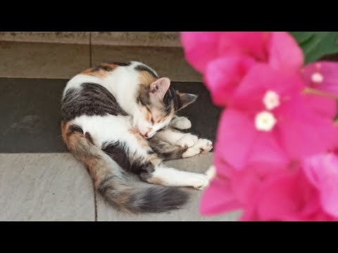 Time Machine Cats !!!! Longest Daily Cat's Story
