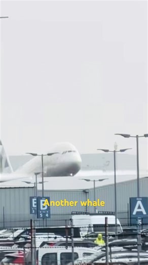 Etihad A380 what a sight #a380 #aviationlovers #aviation #planespotting #subscribe