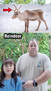 250K views · 3.4K reactions | Animal Body Parts  #learnenglish | English Lingo | Facebook