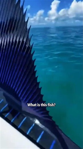 What is this fish?#animals #fishing FishKeeping, #AquariumLife, #TropicalFish,