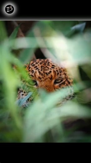 "Why do army personnel use leopard toilet🙀"