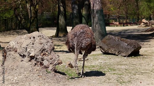 The common ostrich, Struthio camelus, or simply ostrich, is a species of large flightless birds native to Africa. It is one of two extant species of ostriches