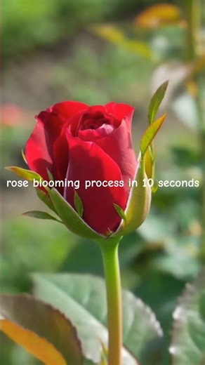 timelapse flower #timelapse #flowers #rose #vegetables #fruit #plants #gardenflowers #garden #growth