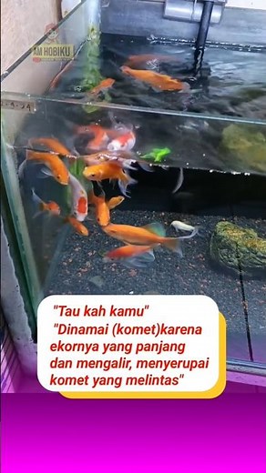 Fakta unik ikan komet #faktaunik #faktaikan #faktamenarik