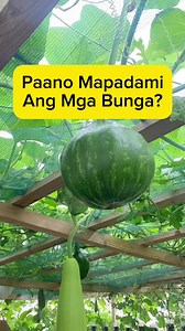 445K views · 12K reactions | Paano Mapadami ang Bunga #rooftop #gardening #upo #kalabasa #patola #ampalaya #pruning #fbreels #trending #viral #fyp #video #pinoy #diy #harvest #inspiration #health | Vegetable Gardening and More | Facebook