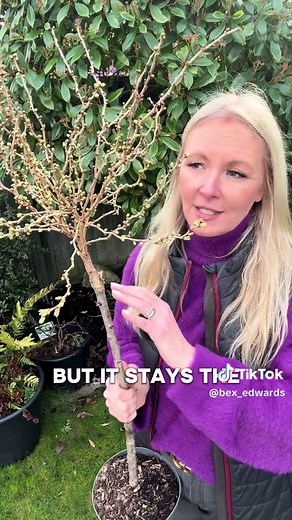 Discover the Beautiful Kojo-No-Mai Cherry Blossom