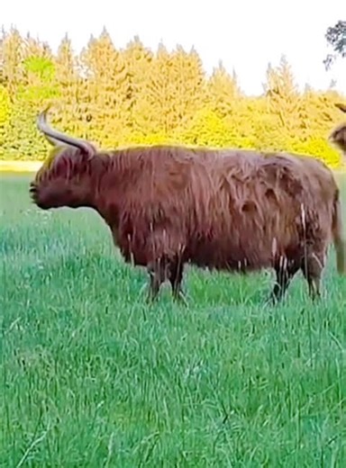 Sức mạnh của Bò rừng hoang