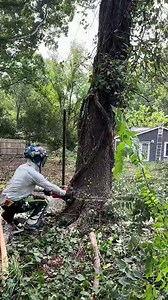 Nasty hackberries tree down #fyp #arborist #chainsawman #viral #treelife #trending #climber #saw #stihl #500i #treework #chains-004 | Daily Cut
