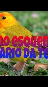 COMO ESQUENTAR SEU CANÁRIO DA TERRA