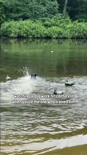 That's a hunting dog right there! #labrador #duck #retriever #duckhunting