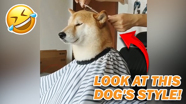 Random Funny Dog Moments! 🐶🤣 | Try Not to Laugh