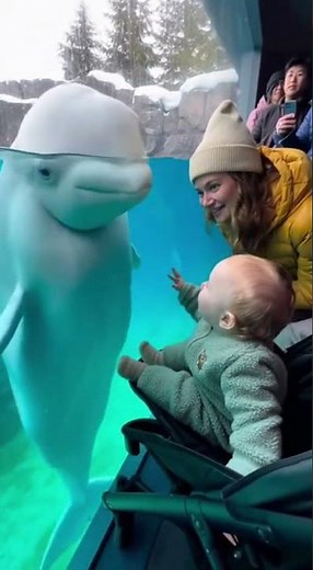 Beluga Whale’s Heartwarming Baby Encounter