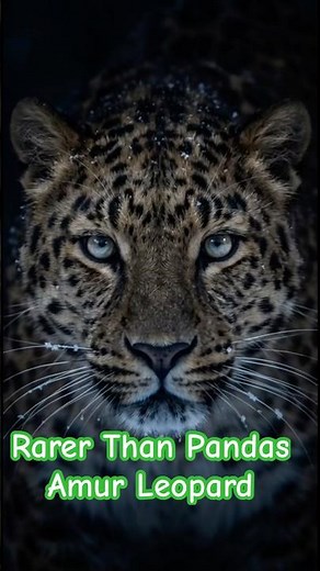 Rarer Than Pandas: Meet the Amur Leopard 😢