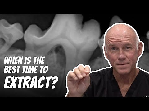 Periodontal Disease in Dogs - Veterinary Dentist Explains BEST Time To Do Extractions