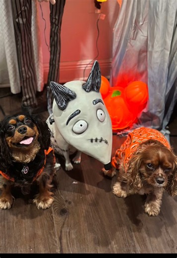 Watson is NOT a fan of #frankinweenie 😹🐶👻 Happy #hallowseve #halloween #timburton #scared 🧡🎃🦴