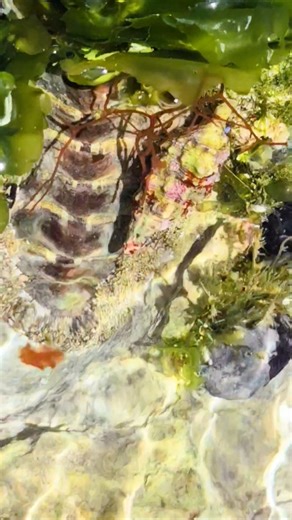 Chiton Xcalacoco Beach Playa del Carmen Mexico tropical Caribbean Sea tidal pool beach animal life