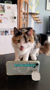 Pudding knows 🪶 #catsofreels #funnycats #forthebirds | The Oreo Cat